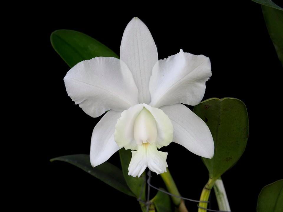 Cattleya dolosa var. alba Cattleya La Foresta Orchids 