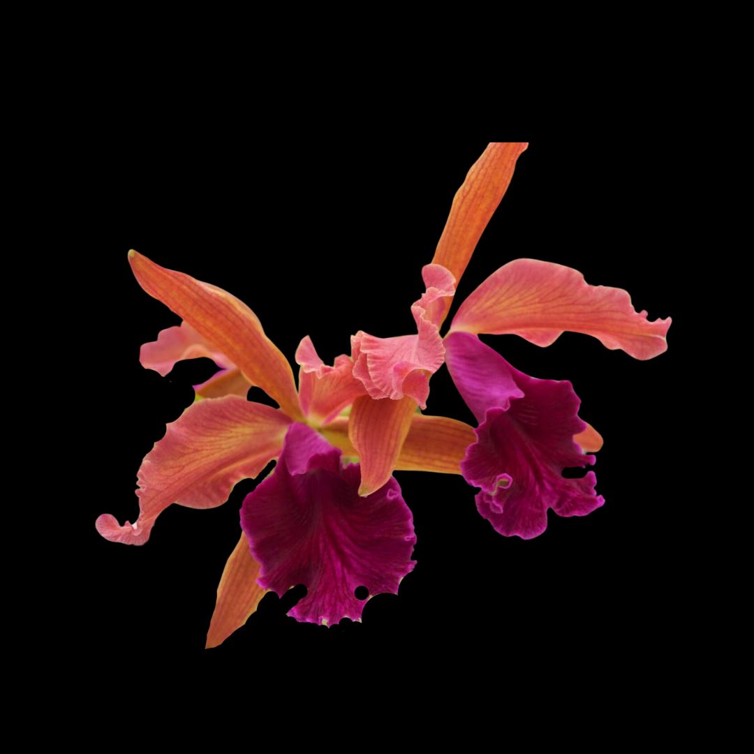 Cattleya Dowiana Fma Aurea 'Net Dream' – Rare Orchid Species, Non-Blooming Size Clone