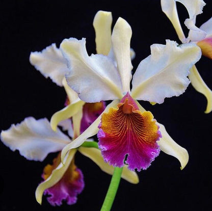 Cattleya dowiana x Cattleya rex - Cattleya Triumphans Cattleya La Foresta Orchids 