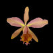 Product image thumbnail 2