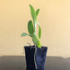 Product image thumbnail 5