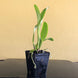 Product image thumbnail 6