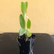 Product image thumbnail 7
