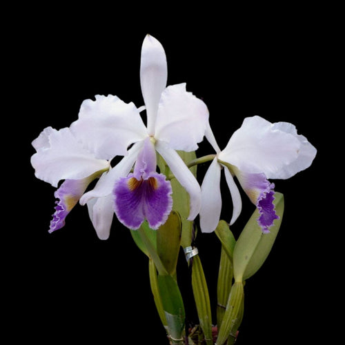 Cattleya gaskelliana var. coerulea – La Foresta Orchids