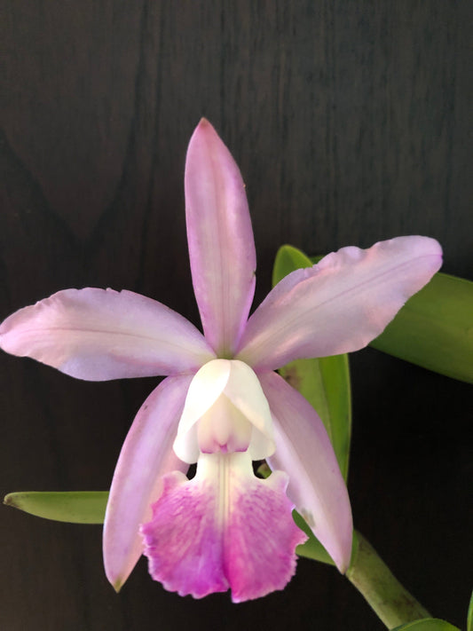 Cattleya intermedia var. amethystina 'Arambeen' x Cattleya walkeriana var. coerulea 'Midnight Blue’ Cattleya La Foresta Orchids