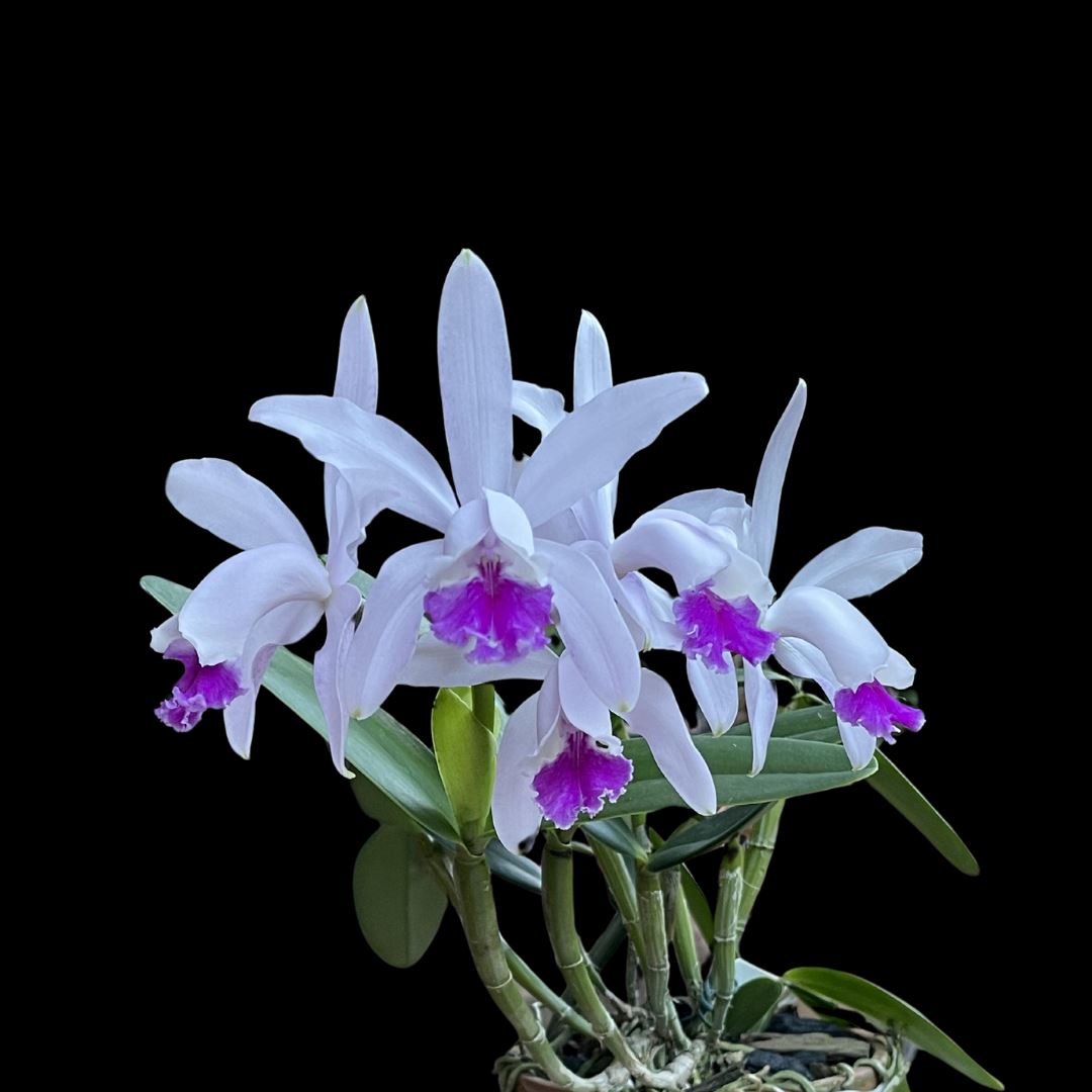 Cattleya intermedia var. aquinii coerulea x Cattleya amethystoglossa var. coerulea Cattleya La Foresta Orchids 