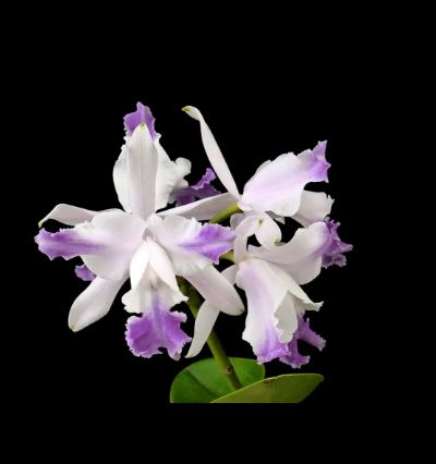 Cattleya intermedia var. aquinii coerulea x Cattleya amethystoglossa var. coerulea Cattleya La Foresta Orchids 