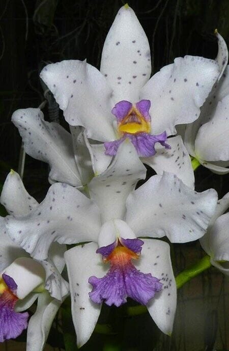 Cattleya intermedia var. coerulea x Cattleya amethystoglossa var. coerulea Cattleya La Foresta Orchids 