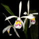 Product image thumbnail 1