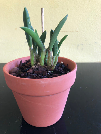 Cattleya itambana Cattleya La Foresta Orchids 