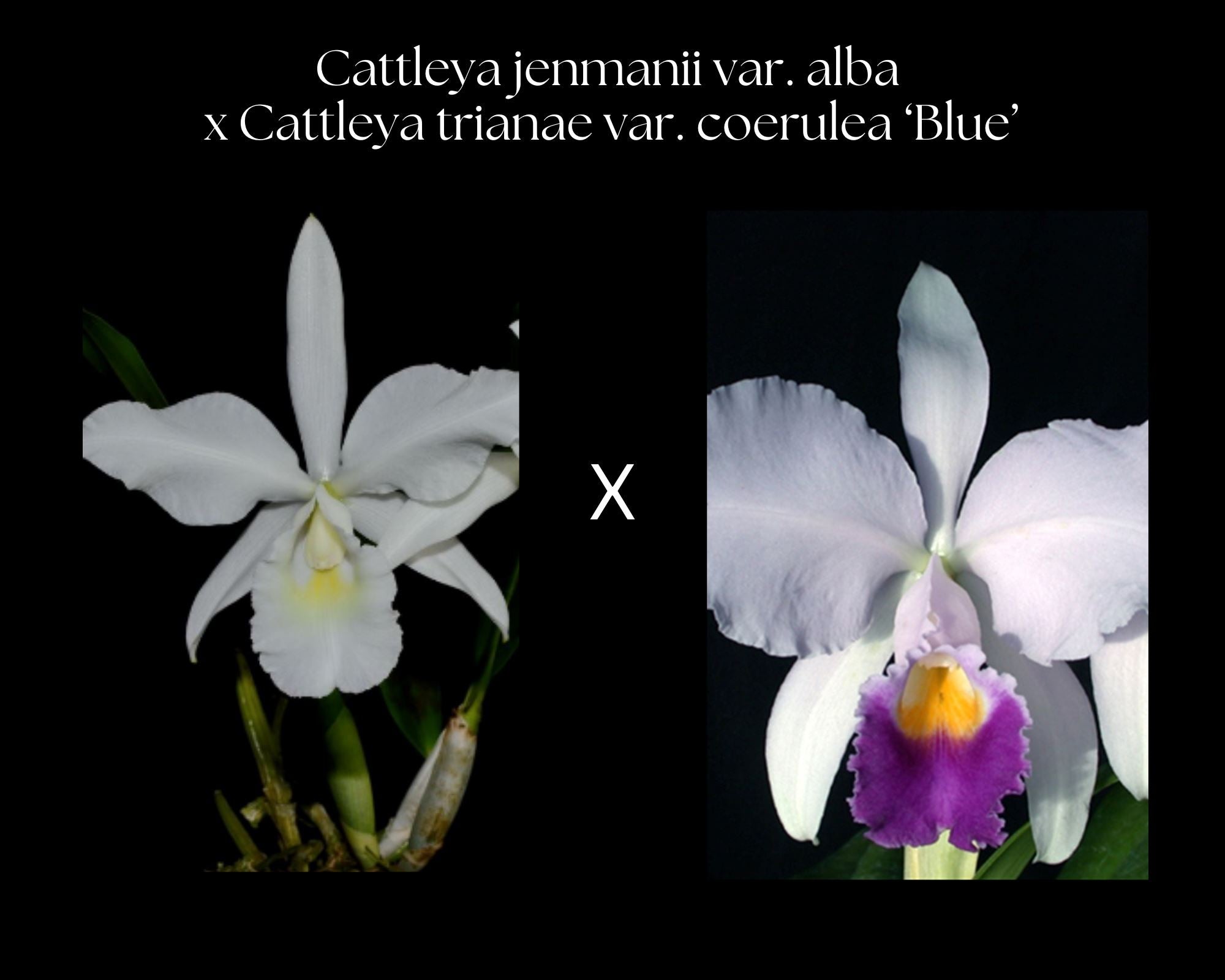 洋蘭 カトレア 原種 - C（Soph）. cernua fma. aurea 大株 Cattleya