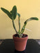 Product image thumbnail 6