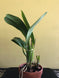 Product image thumbnail 4