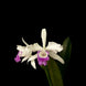 Product image thumbnail 4