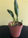 Product image thumbnail 5