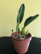 Product image thumbnail 6