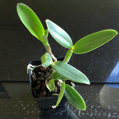 Cattleya loddigesii 'Got It All Going' JC/AOS x Cattleya harrisoniana 'Next Generation Splash' AM/AOS Cattleya La Foresta Orchids 