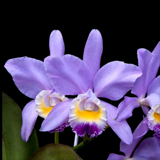 Cattleya loddigesii var. coerulea x Cattleya warneri var. coerulea Cattleya La Foresta Orchids Cattleya Valentine var. coerulea 'Billy's Blue' 