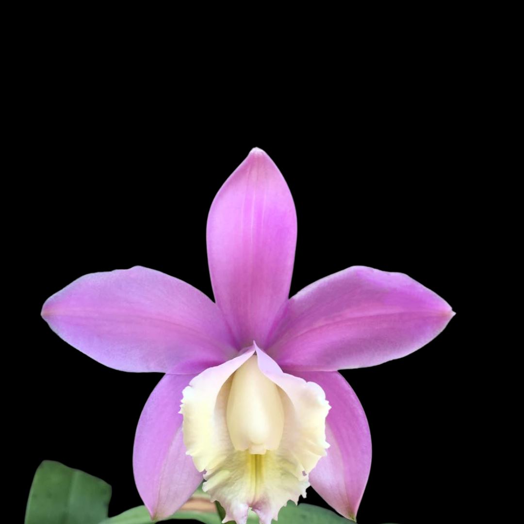Cattleya loddigesii x Cattleya harrisoniana Cattleya La Foresta Orchids 