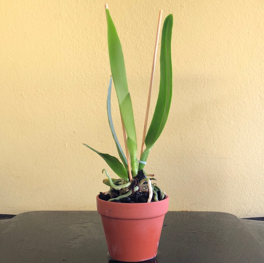 Cattleya maxima var alba 'Kathleen' x Cattleya candida 'Tsubota