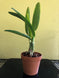 Product image thumbnail 9