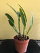Product image thumbnail 8