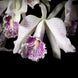 Product image thumbnail 3