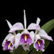 Product image thumbnail 2