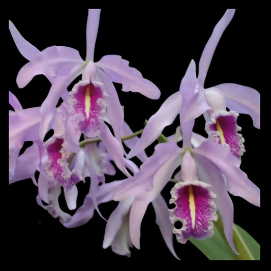 Cattleya maxima var. tipo 'Wild Girl' AM/AOS x Cattleya maxima var. rubra 'Elegance' AM/AOS Cattleya La Foresta Orchids 