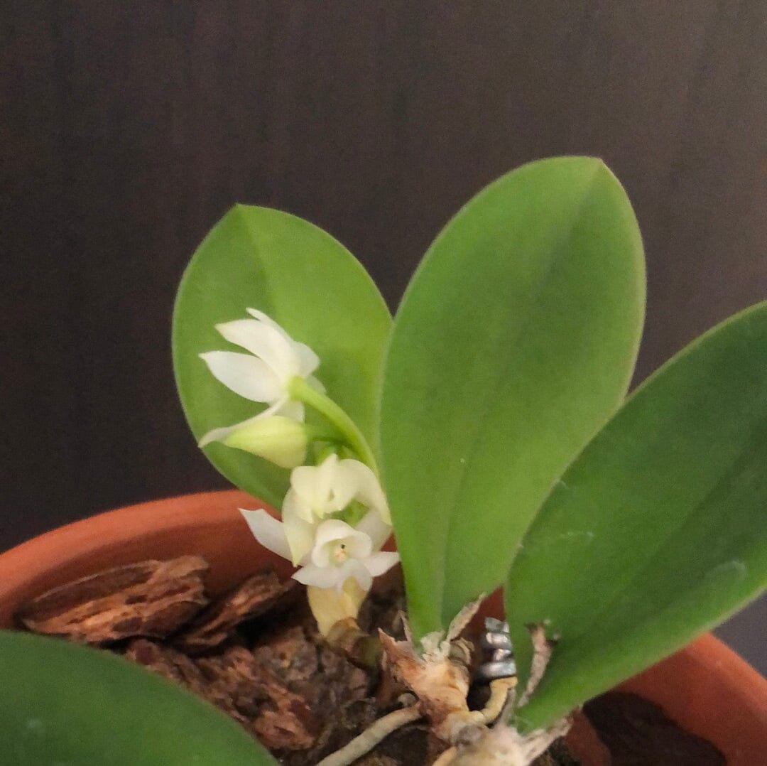 Cattleya Meiracyllium trinasutum var. alba ‘Dwarf’ - In BLOOM! Cattleya La Foresta Orchids 