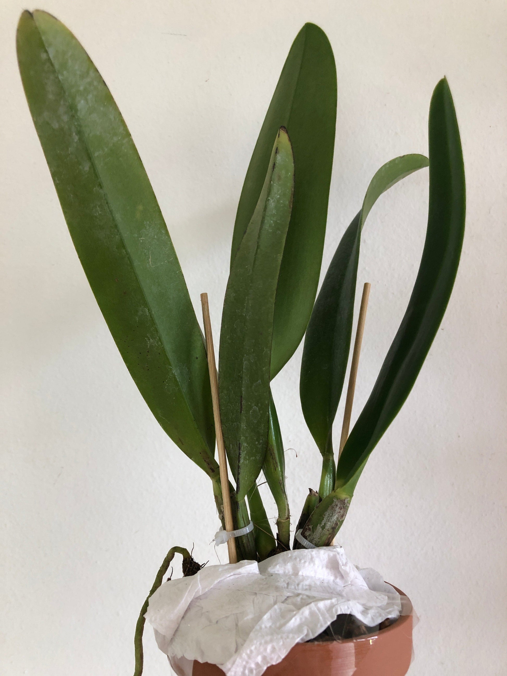 Cattleya mossiae var. tipo Cattleya La Foresta Orchids 