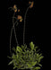 Product image thumbnail 7