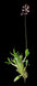 Product image thumbnail 6