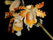 Product image thumbnail 1