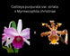 Product image thumbnail 3