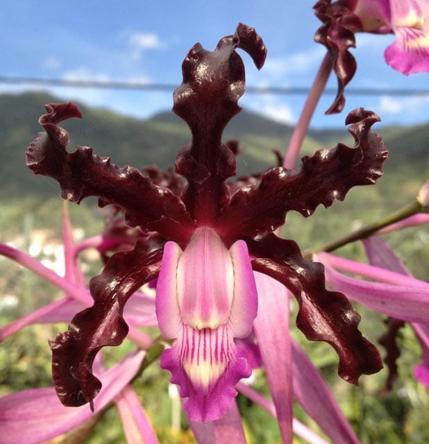 Cattleya Myrmecophila schultzei Myrmecophila La Foresta Orchids 