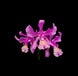 Product image thumbnail 1