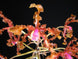 Product image thumbnail 1