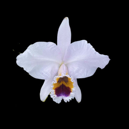 Cattleya percivaliana var. coerulea Cattleya La Foresta Orchids 