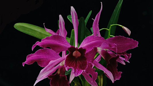 Cattleya purpurata var. 'Cal King' x Cattleya purpurata var. sanguinea Cattleya La Foresta Orchids 