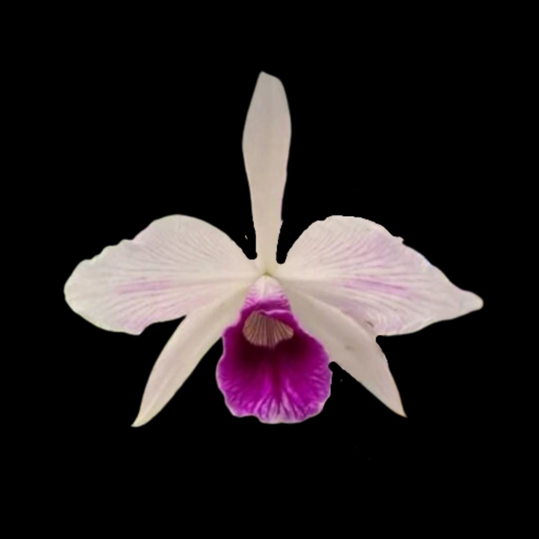 Cattleya purpurata var. striata 'Miss Pierce' x 'Bonnie Australia' Cattleya La Foresta Orchids 