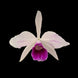 Product image thumbnail 4