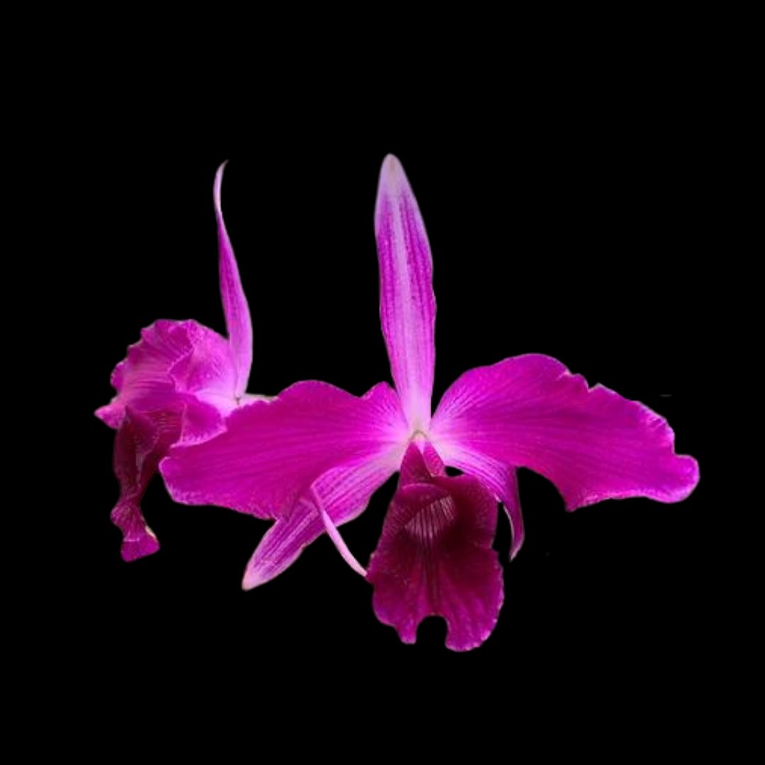 Cattleya purpurata var. striata x var. sanguinea Cattleya La Foresta Orchids 