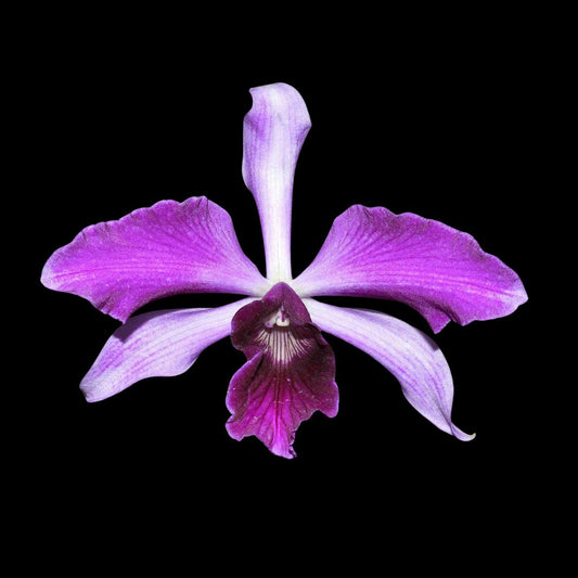 Cattleya purpurata var. striata x var. sanguinea Cattleya La Foresta Orchids 