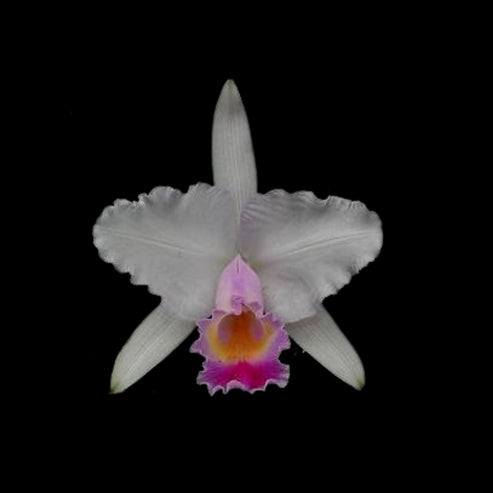Cattleya Quadricolor chocoensis La Foresta Orchids cattleya-quadricolor-chocoensis-la-foresta-orchids