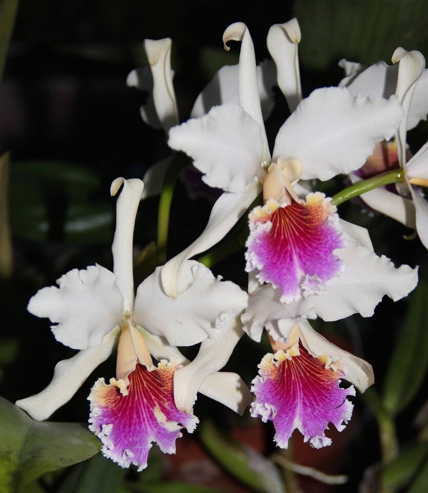 Cattleya rex var. semi alba – La Foresta Orchids