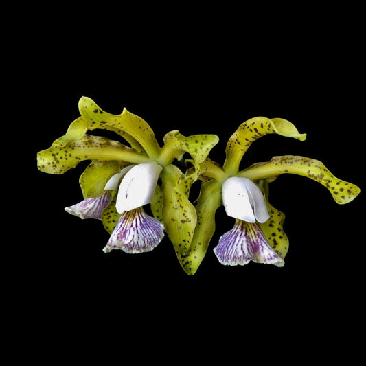 Cattleya schilleriana var. coerulea 'Verde' Cattleya La Foresta Orchids 