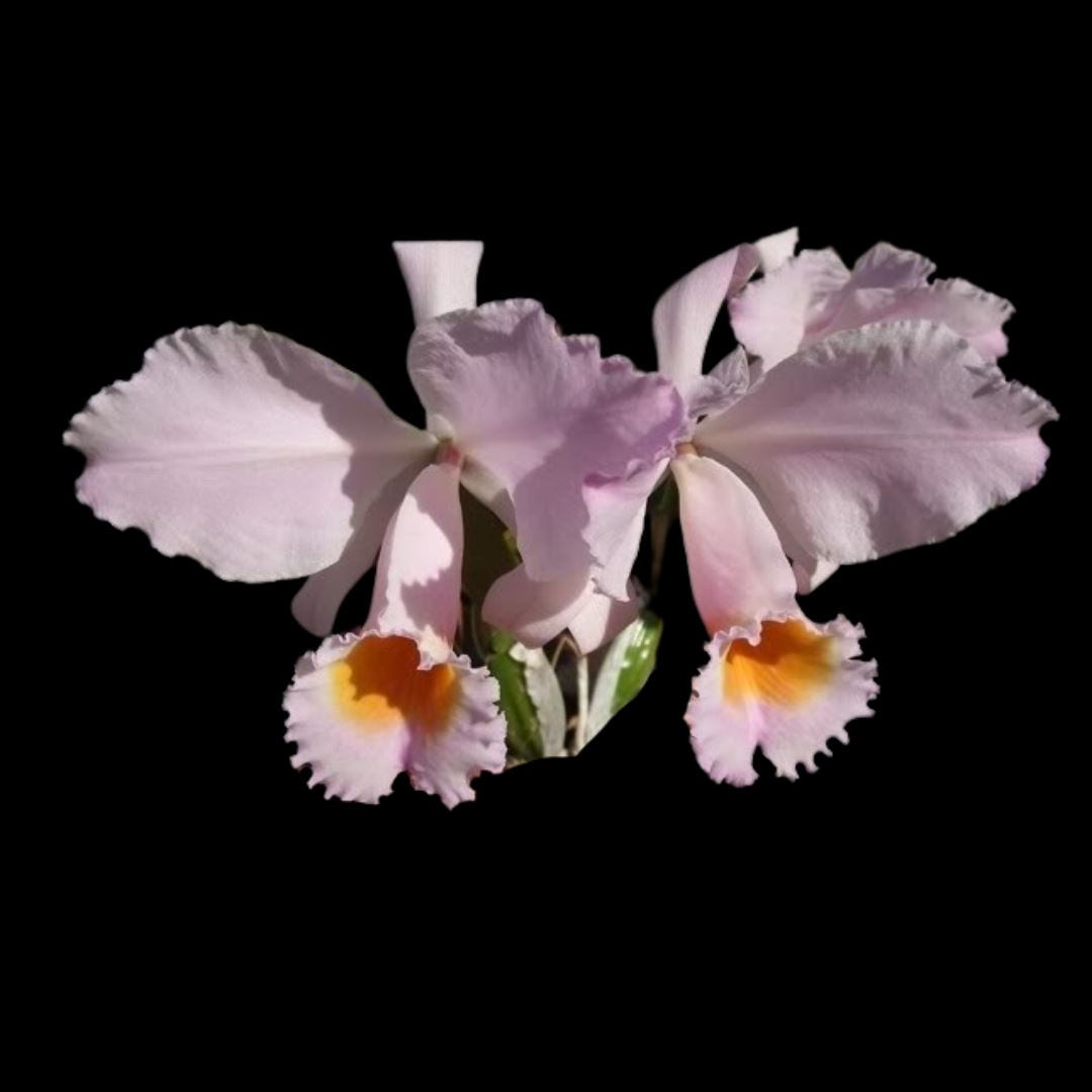 Cattleya schroederae x Brassavola digbyana Cattleya La Foresta Orchids 