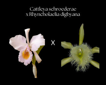 Cattleya schroederae x Brassavola digbyana Cattleya La Foresta Orchids 