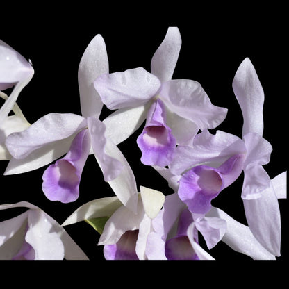 Cattleya skinneri var. coerulea Cattleya La Foresta Orchids 